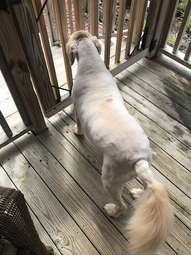 Pet Supplies Plus Barboursville