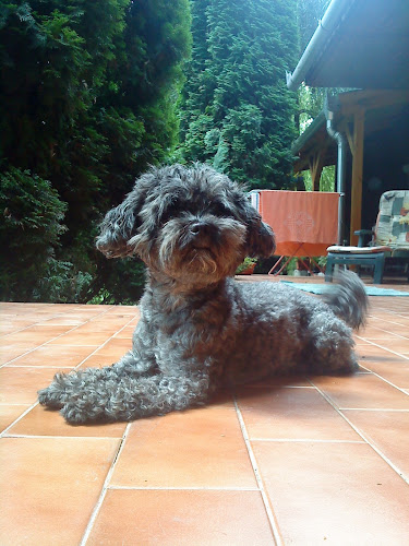 Telefonszám: Pet-Vet Kisállat Ambulancia Budapest