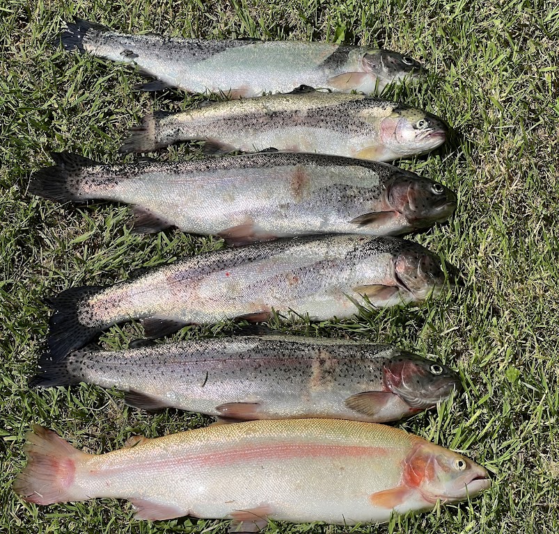 Forellensee Burghardt Ahrenviöl