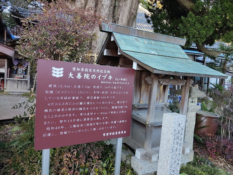 大善院のイブキ(愛知県指定天然記念物)