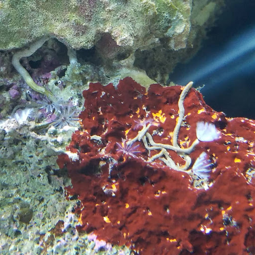 Pet Store «Creative Aquariums of Tampa», reviews and photos, 150 S Dale