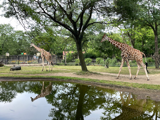 Zoo «Habitat Africa! The Forest», reviews and photos, 3300 Golf Rd, Brookfield, IL 60513, USA