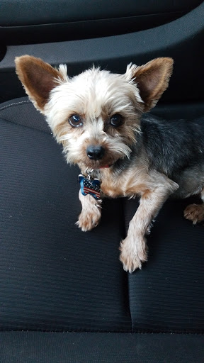 Pet Supply Store «PetSmart», reviews and photos, 4400 Fort Jackson Blvd #300, Columbia, SC 29209, USA