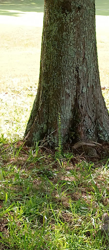 Golf Club «Monroe Golf and Country Club», reviews and photos, 1414 Alcovy St, Monroe, GA 30655, USA