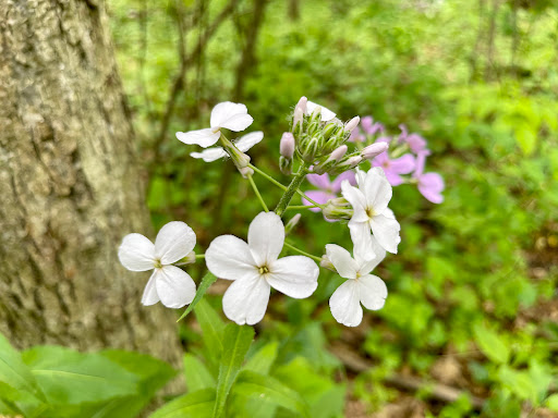 Nature Preserve «Beechwood Farms Nature Reserve», reviews and photos, 614 Dorseyville Rd, Pittsburgh, PA 15238, USA