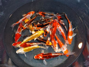 Photo n°12 de Pisciculture de Villette à Villette ()