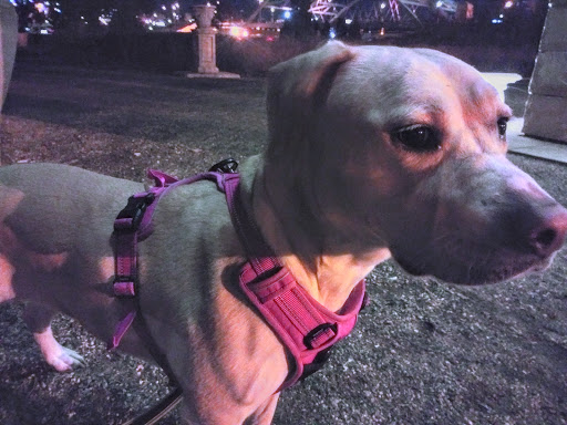 Stadium «Pepsi Center», reviews and photos, 1000 Chopper Cir, Denver, CO 80204, USA