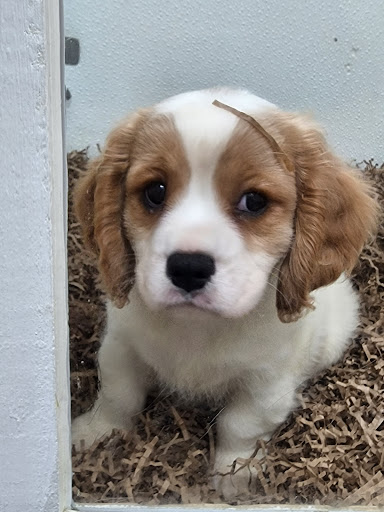 Pet Store «Puppy City», reviews and photos, 3343 Valley Pike, Winchester, VA 22602, USA