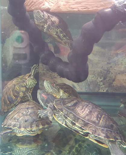 Pet Supply Store «Petco Animal Supplies», reviews and photos, 1203 SE Everett Mall Way f, Everett, WA 98208, USA