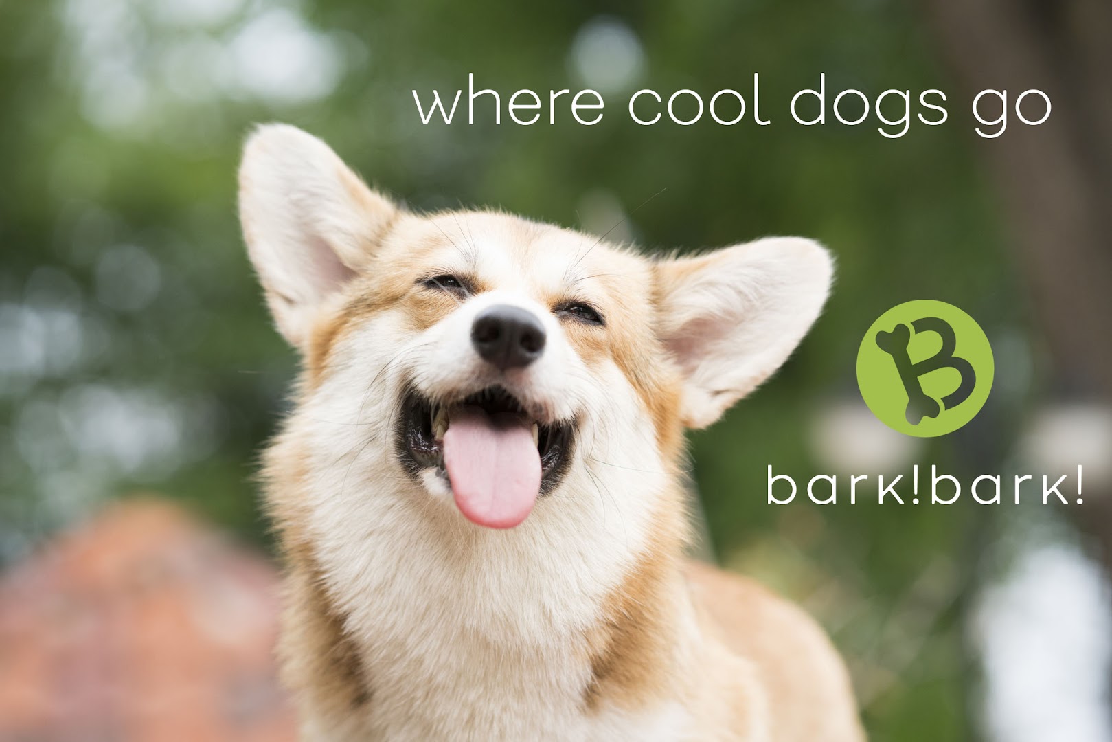 bark! bark! where cool dogs go