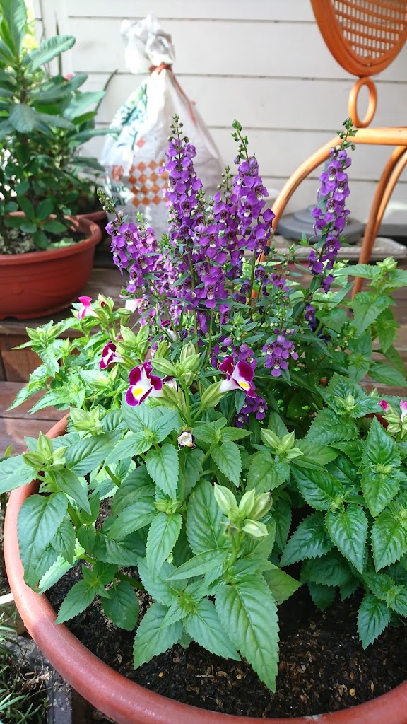 Master Of Tea花茶大師中壢中原店 的照片