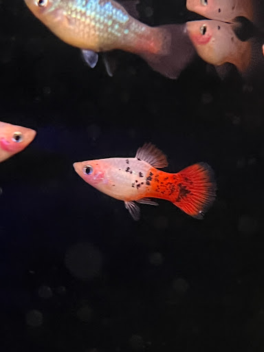 Tropical Fish Store «D-N-D Aquariums & Pet Shop», reviews and photos, 1016 S Armstrong Ave # 103, Denison, TX 75020, USA