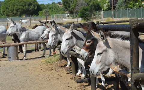 Amigos del Burro - Burrolandia image