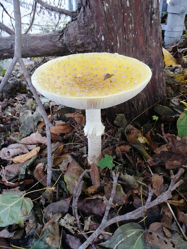 Grocery Store «Green Harbor General Store», reviews and photos, 40 Marginal St, Marshfield, MA 02050, USA