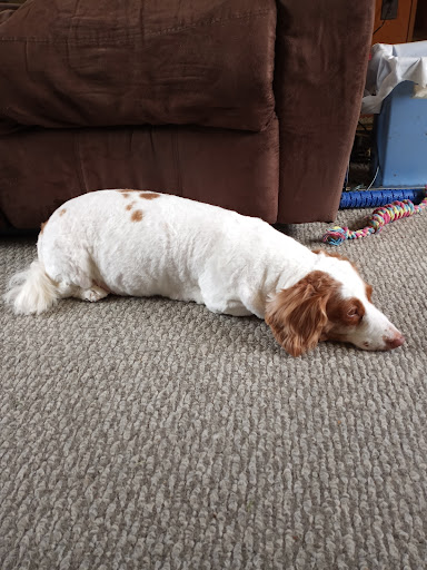 Pet Boarding Service «Green Acres Kennel Shop», reviews and photos, 1653 Union St, Bangor, ME 04401, USA