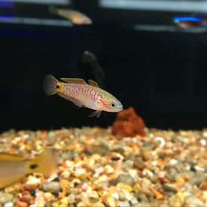 T&T Fish & Reef - photo 62