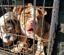 Clínica Veterinaria Doctor Zoo photo