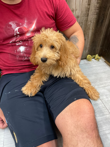 Pet Store «Petland», reviews and photos, 10289 Ulmerton Rd, Largo, FL 33771, USA