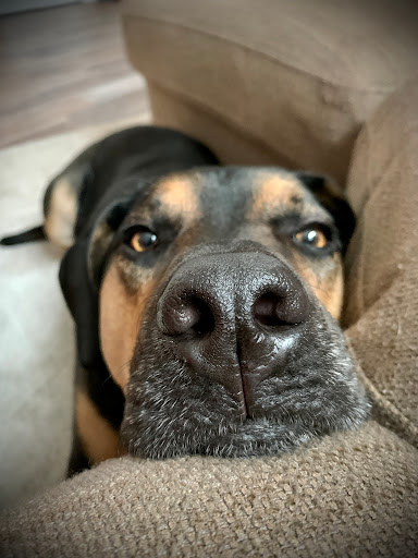 Pet Supply Store «PetSmart», reviews and photos, 700 N Milwaukee Ave, Vernon Hills, IL 60061, USA