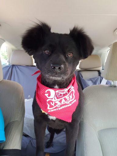 Pet Supply Store «Dog Krazy», reviews and photos, William St, Fredericksburg, VA 22401, USA