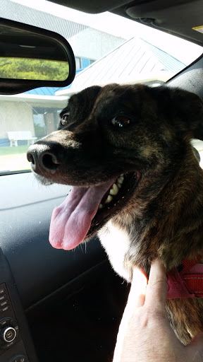 Pet Supply Store «DogGone Natural», reviews and photos, 44031 Ashburn Village Blvd #287, Ashburn, VA 20147, USA