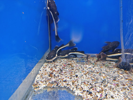 Tropical Fish Store «Xtreme Fish & Pets», reviews and photos, 11415 Bellaire Blvd # A, Houston, TX 77072, USA