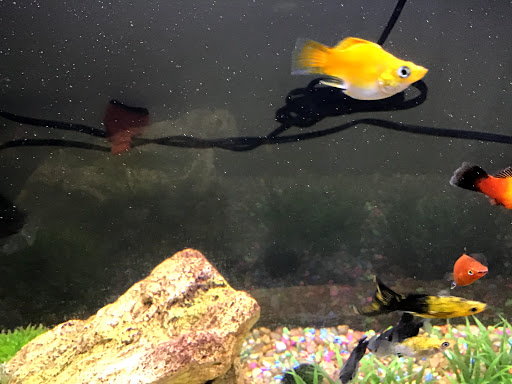 Pet Supply Store «Petco Animal Supplies», reviews and photos, 4030 N MacArthur Blvd #200, Irving, TX 75038, USA