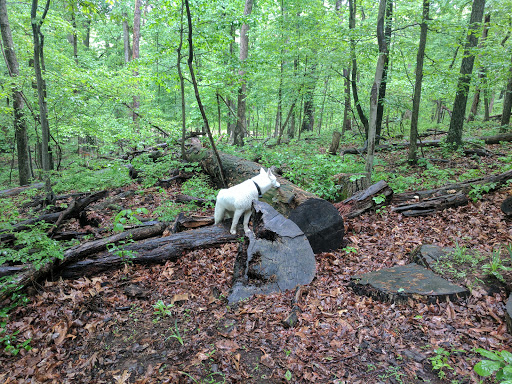 Golf Course «Westwood Country Club», reviews and photos, 800 Maple Ave E, Vienna, VA 22180, USA