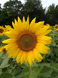 Sobieski, Messer & Elledge, PLLC - Photo 9 - Car repair in Knoxville, TN, Knoxville