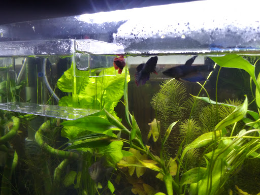 Tropical Fish Store «Aquastetics», reviews and photos, 354 E Main St, Fall River, MA 02724, USA