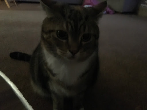 Pet Supply Store «Petco Animal Supplies», reviews and photos, 1574 N Dupont Hwy #300, Dover, DE 19901, USA