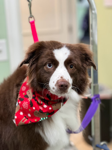 Pet Groomer «Doggie Style Bowtique», reviews and photos, 1713 Westport Rd, Kansas City, MO 64111, USA