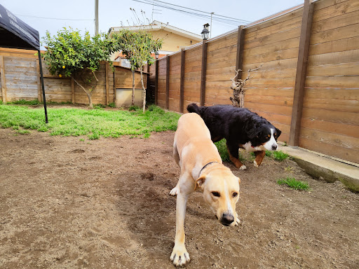 Pensioni per cani e dog hotel a Emma & Kira Dog's House