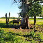 Photo n° 2 de l'avis de Sylvie.i fait le 18/07/2021 à 11:28 pour cubnezais à Cubnezais