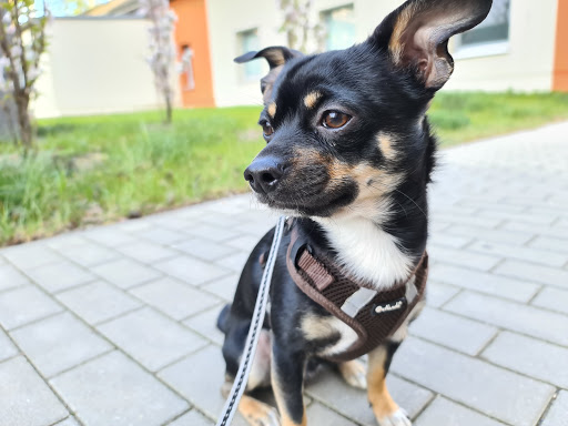 Veterinary practice Sandersdorf-Ingo Schmidt unter Sandersdorf-Brehna, 