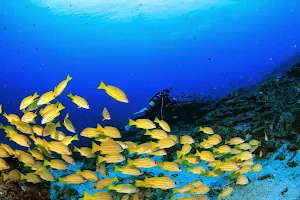 Yakushima Diving Center image