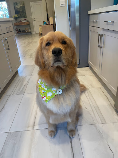 Pet Groomer «Mario`s Pet Grooming & Boutique», reviews and photos, 708 SE 17th St, Fort Lauderdale, FL 33316, USA