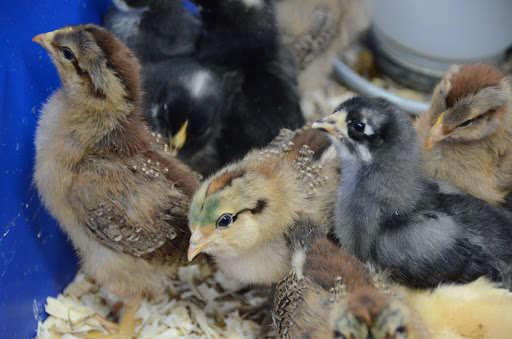 Hardware Store «Whitmore Ace Hardware», reviews and photos, 210 S State St, Manhattan, IL 60442, USA