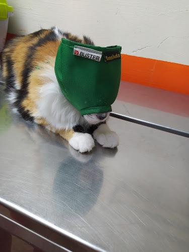 Opinii despre ANIMAL CENTER Veterinaria - Peluqueria Canina în Guayaquil - Veterinario