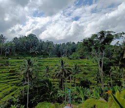 Tegallalang Rice Terrace photo