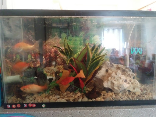 Tropical Fish Store «Texas Tropical & Marine», reviews and photos, 4034 Vance Jackson Rd, San Antonio, TX 78213, USA