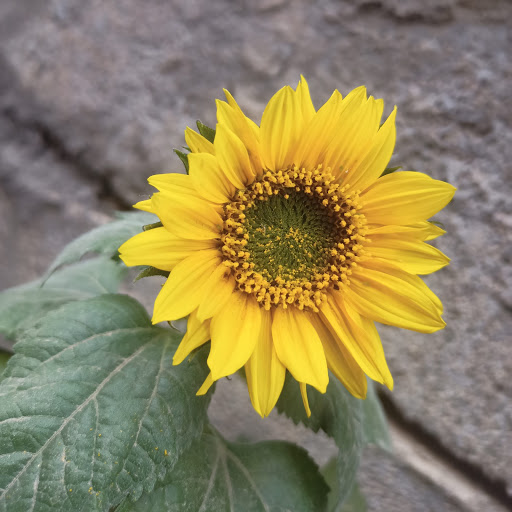 Stadium «Pepsi Center», reviews and photos, 1000 Chopper Cir, Denver, CO 80204, USA