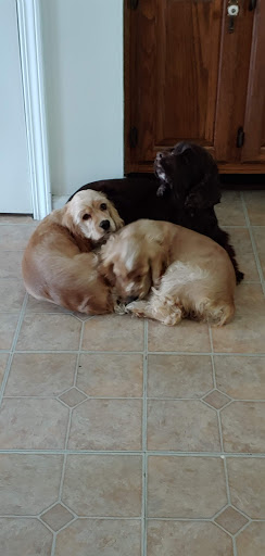 Mexican Restaurant «QDOBA Mexican Eats», reviews and photos, 1570 N Dixie Hwy #100, Elizabethtown, KY 42701, USA