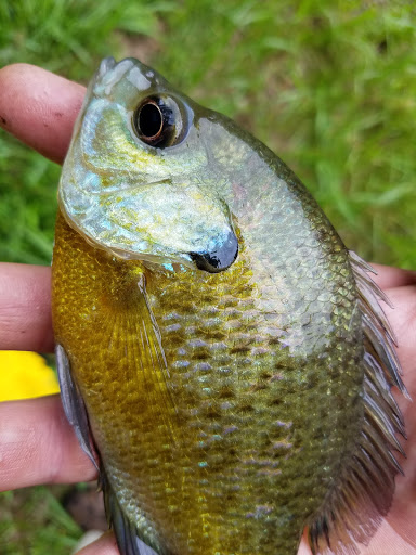 Nature Preserve «Boyd Big Tree Preserve Conservation Area», reviews and photos, Fishing Creek Valley Rd, Harrisburg, PA 17112, USA