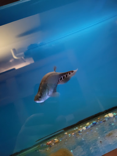 Tropical Fish Store «Ocean Aquarium», reviews and photos, 6820 E Black Horse Pike, Egg Harbor Township, NJ 08234, USA