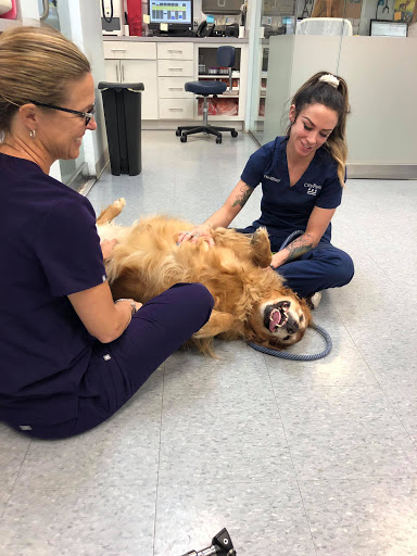 CityPaws Animal Hospital image