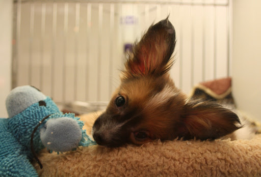 Pet Store «Puppies N Love», reviews and photos, 7700 W Arrowhead Towne Center, Glendale, AZ 85308, USA