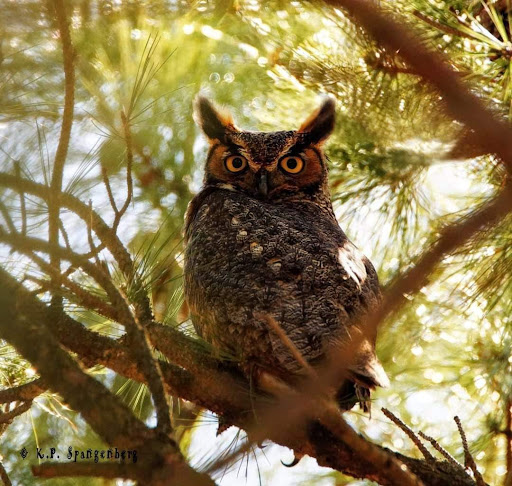 Nature Preserve «Edwin B. Forsythe National Wildlife Refuge- deCamp Wildlife Trail», reviews and photos, 365 Mantoloking Rd, Brick, NJ 08723, USA