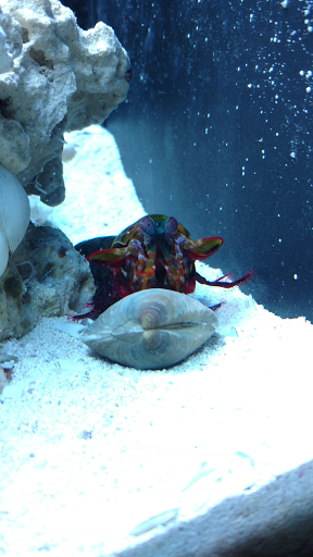 Tropical Fish Store «Pure Reef», reviews and photos, 12900 GA-9, Alpharetta, GA 30004, USA