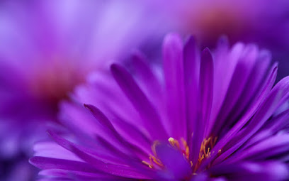 The Barefoot Florist